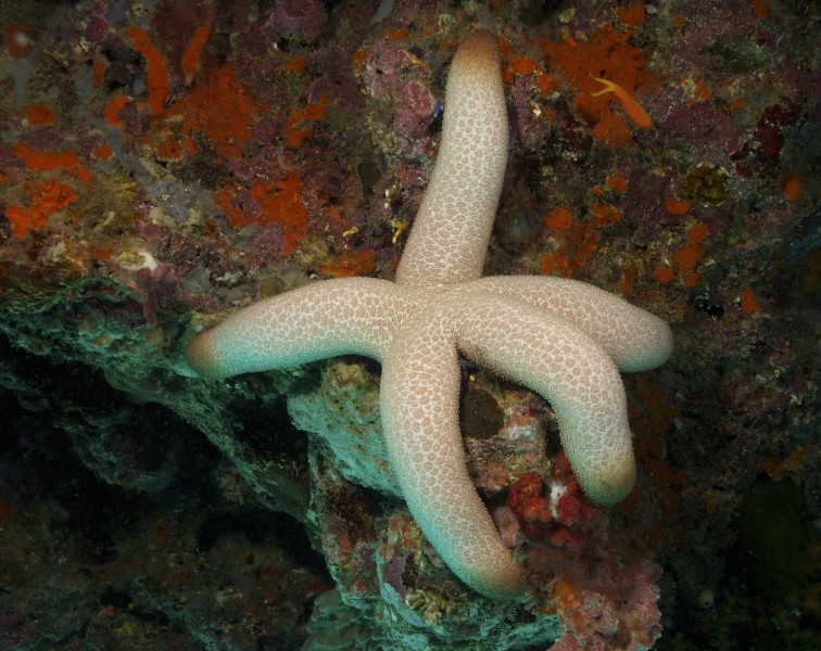 Thromidia catalai Heavy Starfish PNG by Nick Hobgood