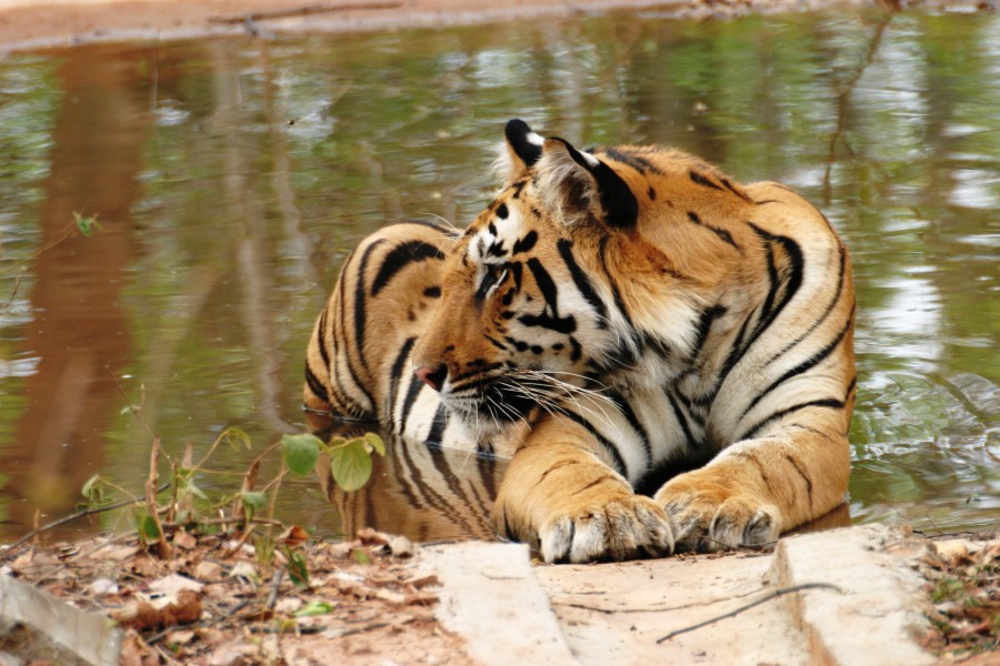 Tiger 1 (India)