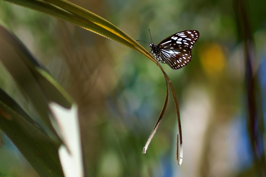Tirumala hamata butterfly sitting on palm frond
