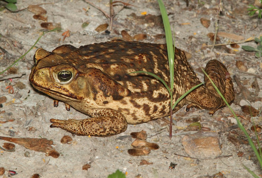 TOAD, GIANT (Bufo marinus) (4-18-12) national butterfly center, mission, tx - (3) (6948889872)