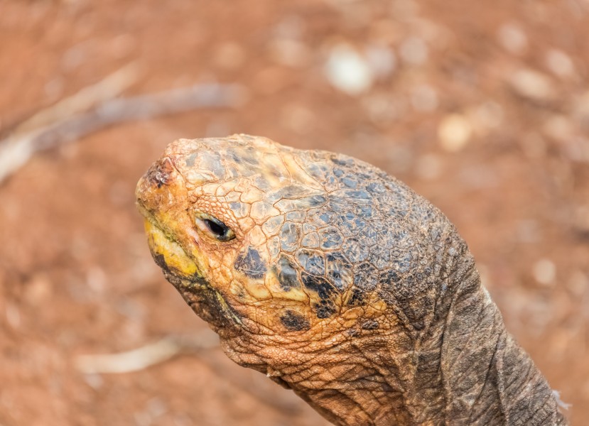 Tortuga gigante de San Cristóbal (Chelonoidis chathamensis), isla Santa Cruz, islas Galápagos, Ecuador, 2015-07-26, DD 06