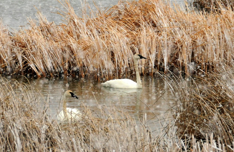Trumpeter Swans in a Snow Squall on Seedskadee NWR (23727044306)