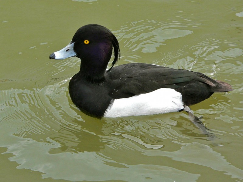 Tufted Duck (Aythya fuligula) (6950444782)