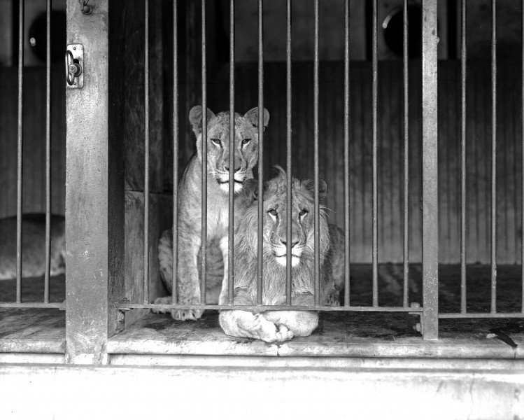 Two caged lions at the Los Angeles Zoo, ca.1920 (CHS-9745)