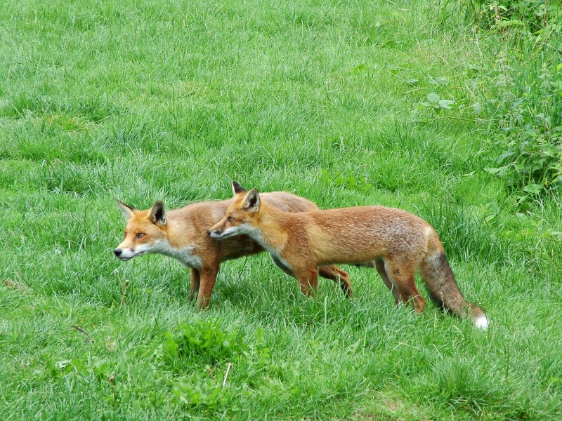 Two red foxes at British Wildlife Centre