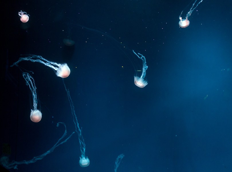 Unidentified jellyfish, Jakarta Aquarium, Neo Soho, Jakarta 2018-06-28 08