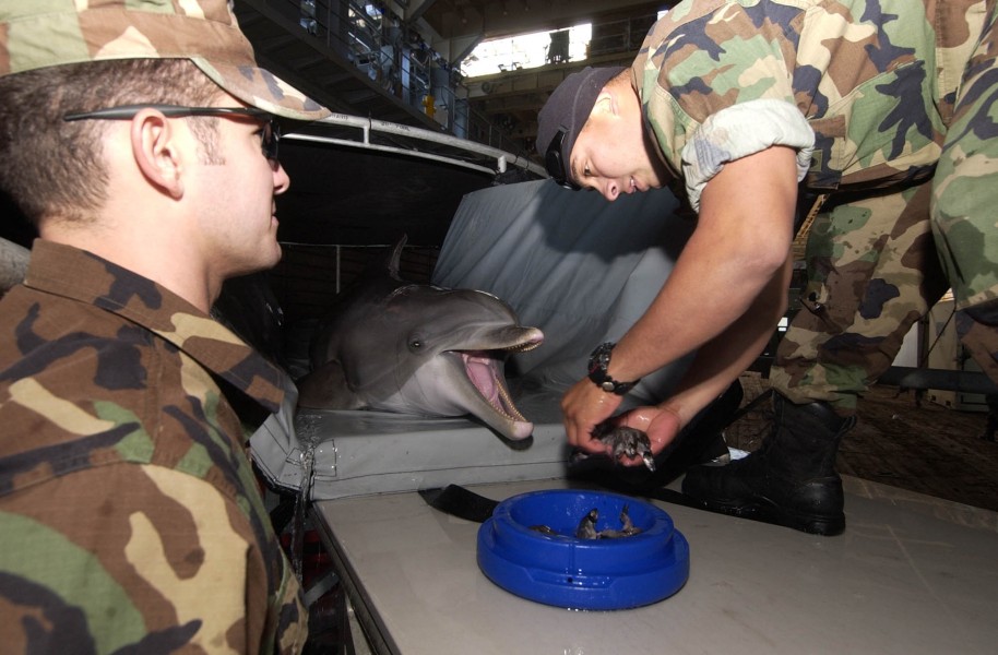 US Navy 060116-N-5169H-059 Kona, one of the Marine Mammal System (MMS) dolphins receives a special treat from Machinist^rsquo,s Mate 2nd Class Julio Reyes