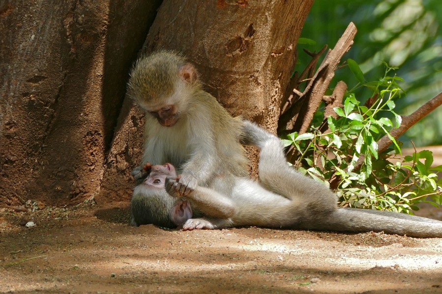 Vervet Monkeys (Chlorocebus pygerythrus) juvenile (17263560411)