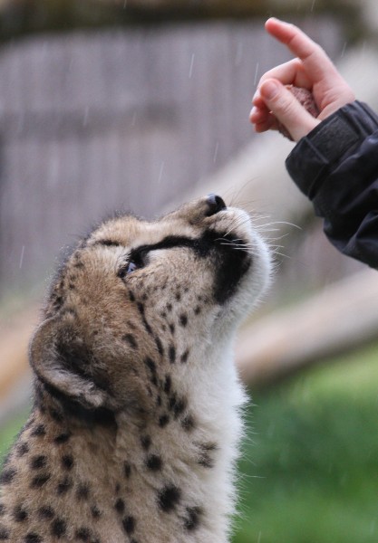 Wait for it (Cheetah at Cinci Zoo)
