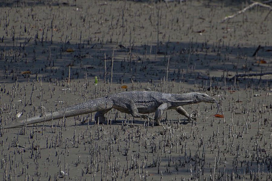 Water monitor lizard of sunerbans