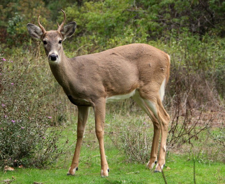 White-tailed deer at Greenough Park, Missoula