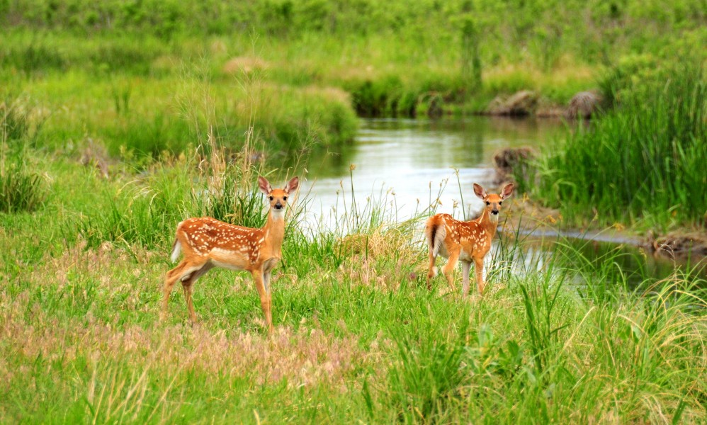 White tailed deer fawns Lacreek NWR 01 (14285645404)