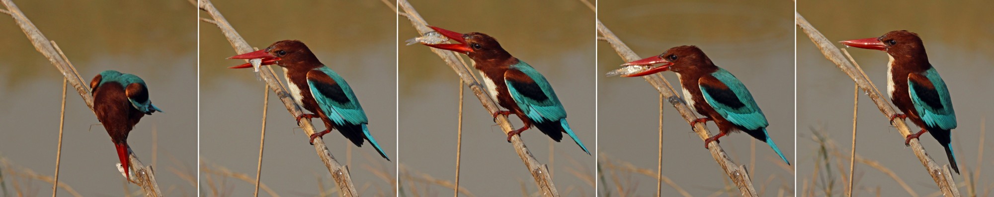 White-throated kingfisher (Halcyon smyrnensis fusca) composite