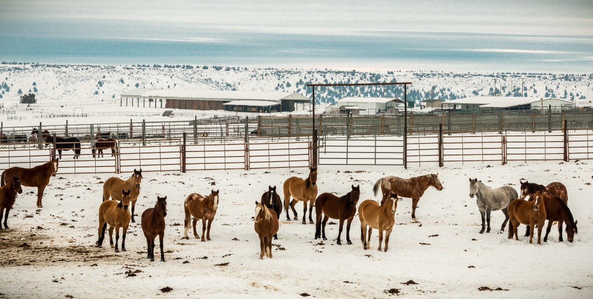 Wild Horse Corral Facility - Hines, Oregon (32376923770)