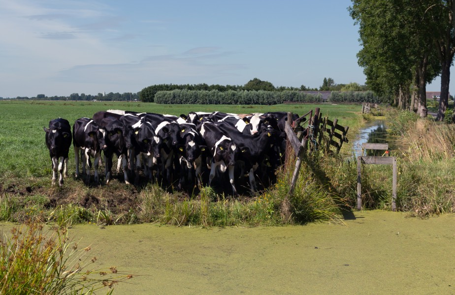 Woerdense Verlaat, koeien in weiland langs de Bosweg bij Lusthof de Haeck foto3 2017-07-09 11.11
