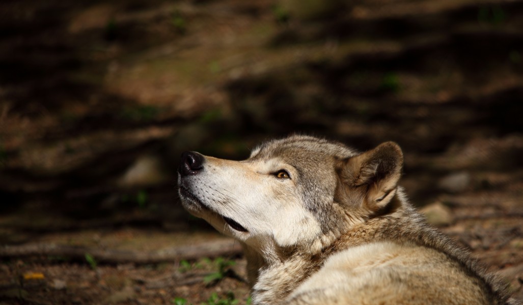Wolf-looking-up-wildlife 18 - West Virginia - ForestWander