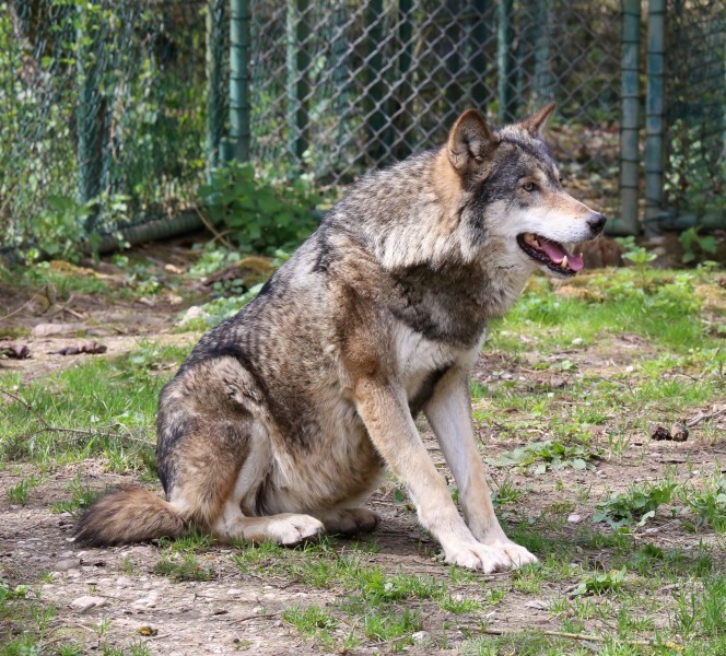 Wolf Tierpark Hellabrunn-10