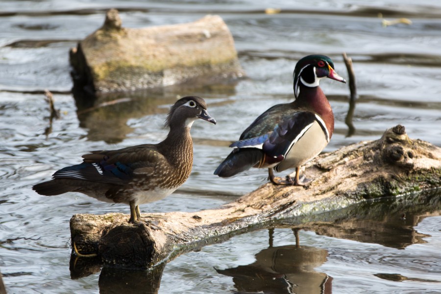Wood Ducks in North Pond, Chicago