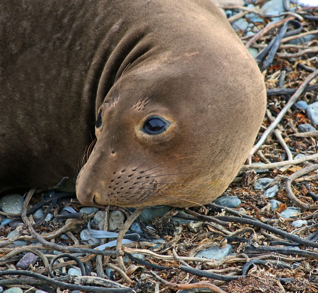 Young Elephant Seal (16935186342)