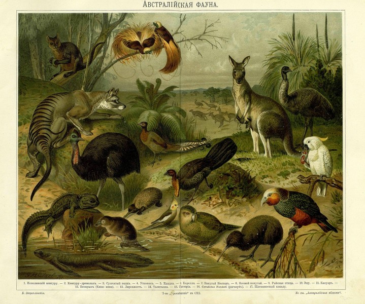 Yuzhakov Big Encyclopedia Australian fauna