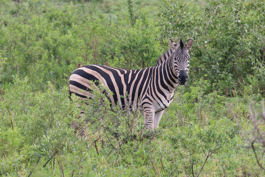 Zebra in Hluhluwe–Imfolozi Park 01