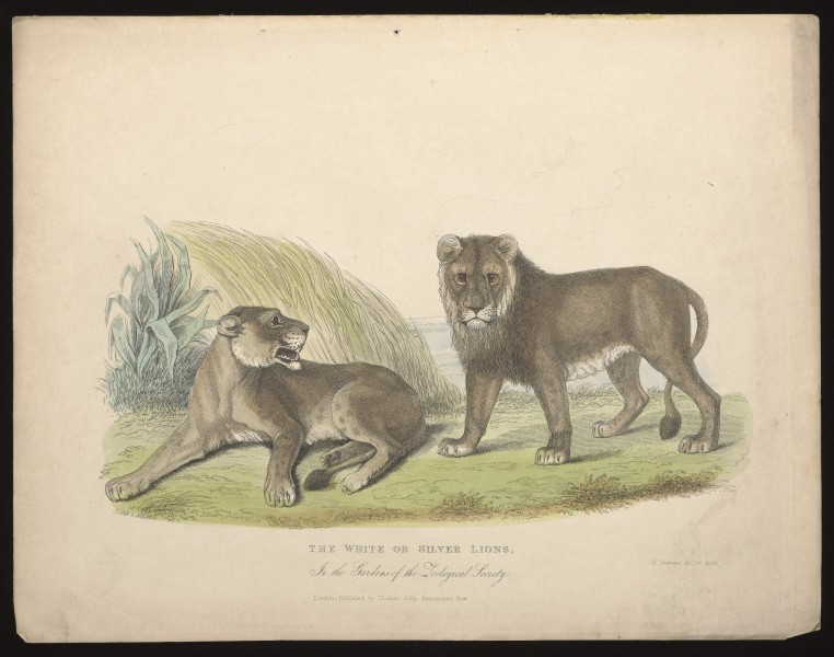 Zoological Society of London; a pair of white or silver Wellcome L0051648