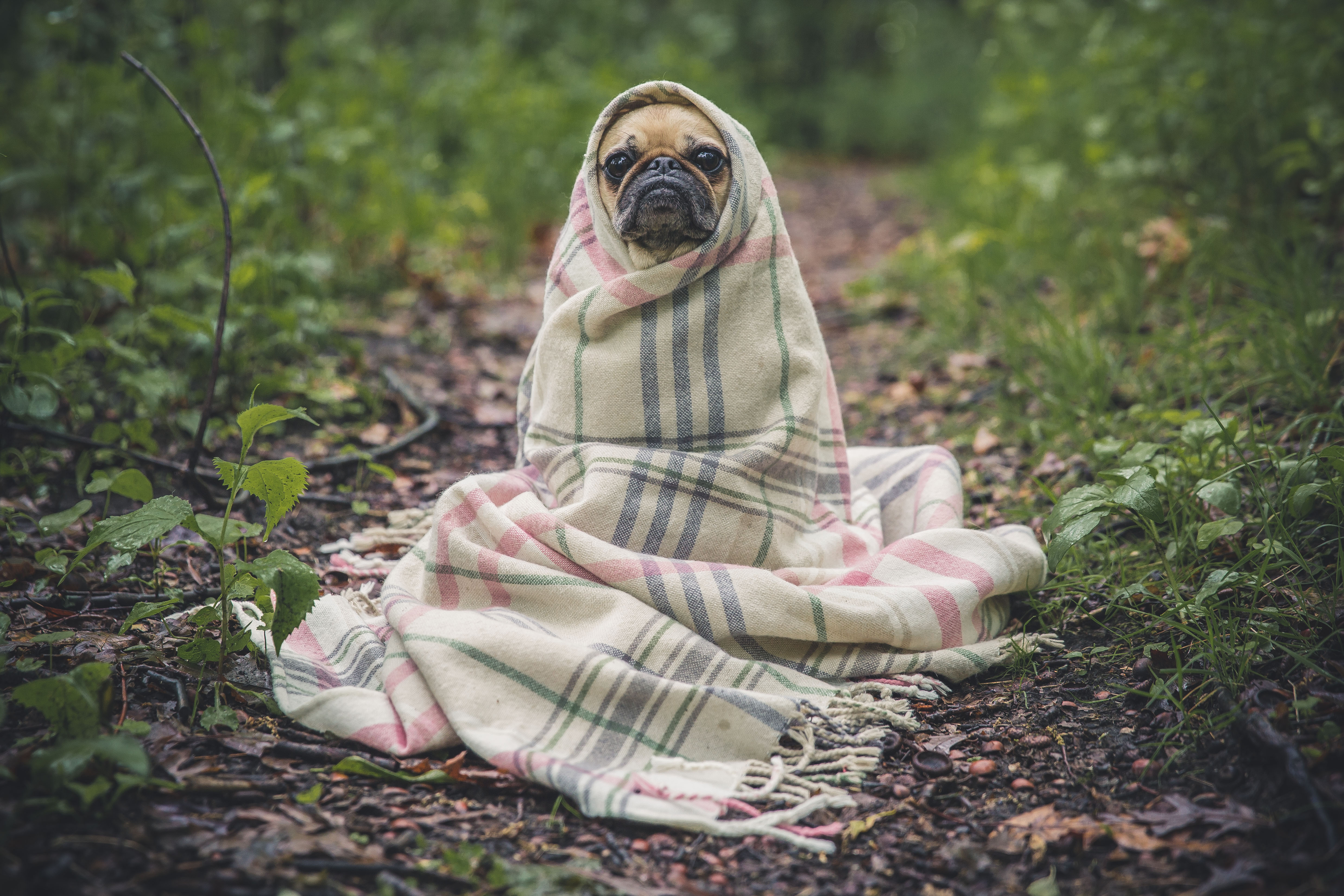 Pug snugged in a blanket (Unsplash)