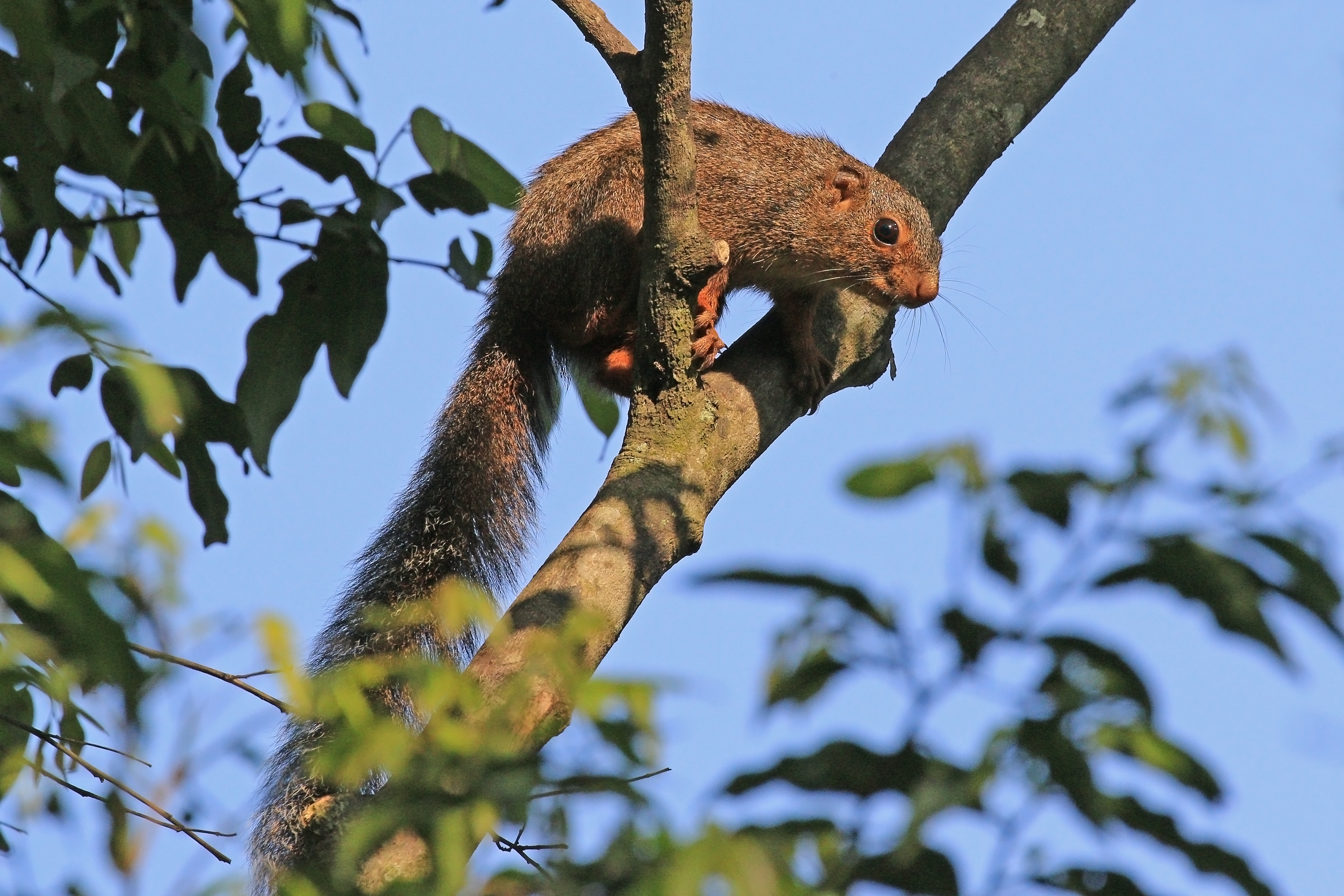 Red-legged sun squirrel (Heliosciurus rufobrachium)