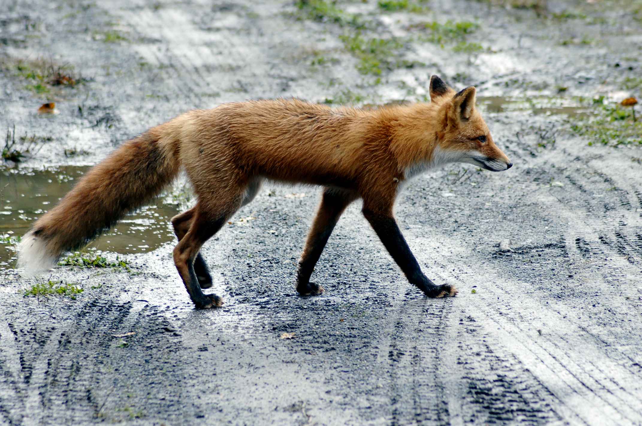 Red fox on road