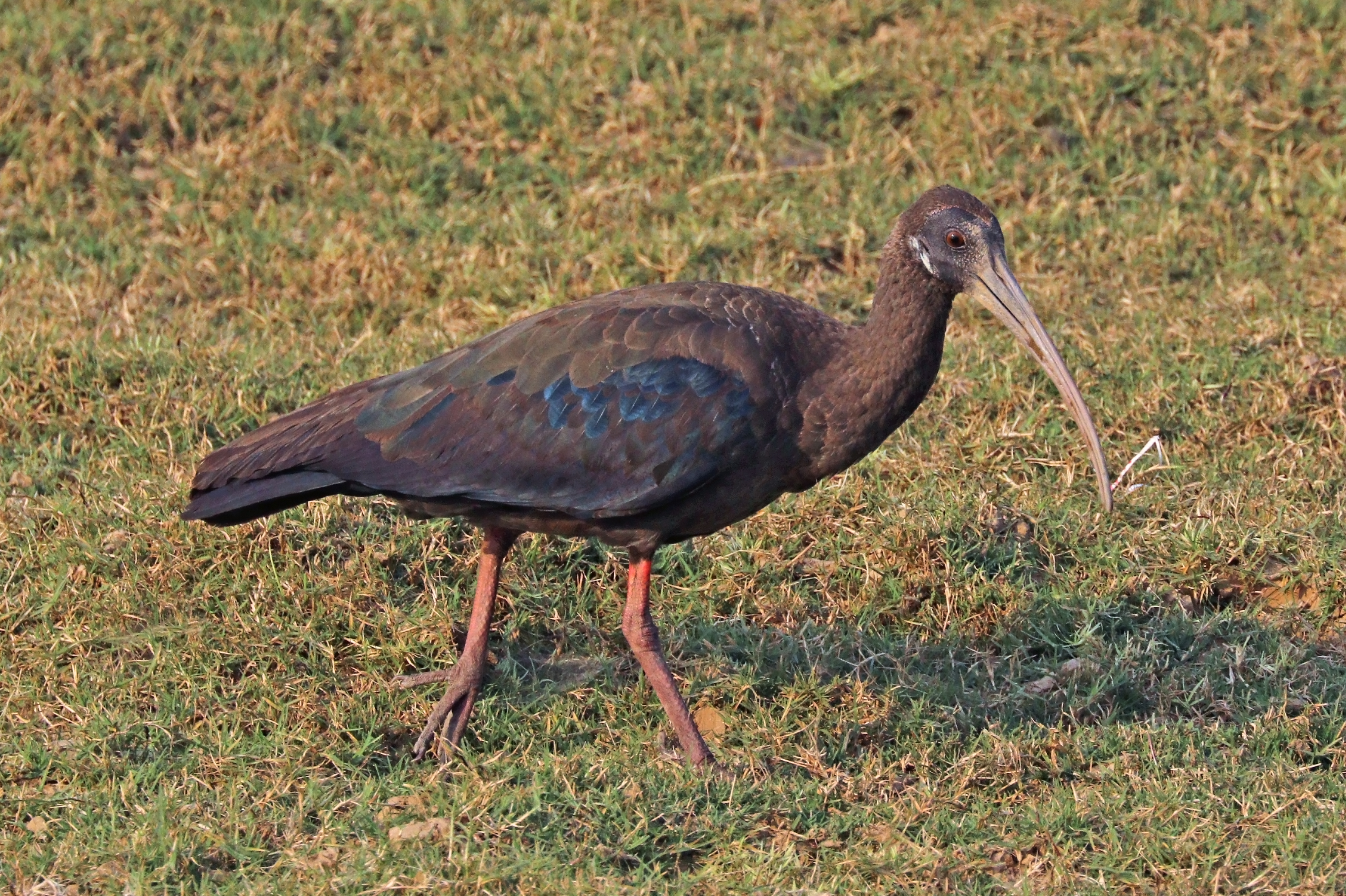Red-naped ibis (Pseudibis papillosa) immature