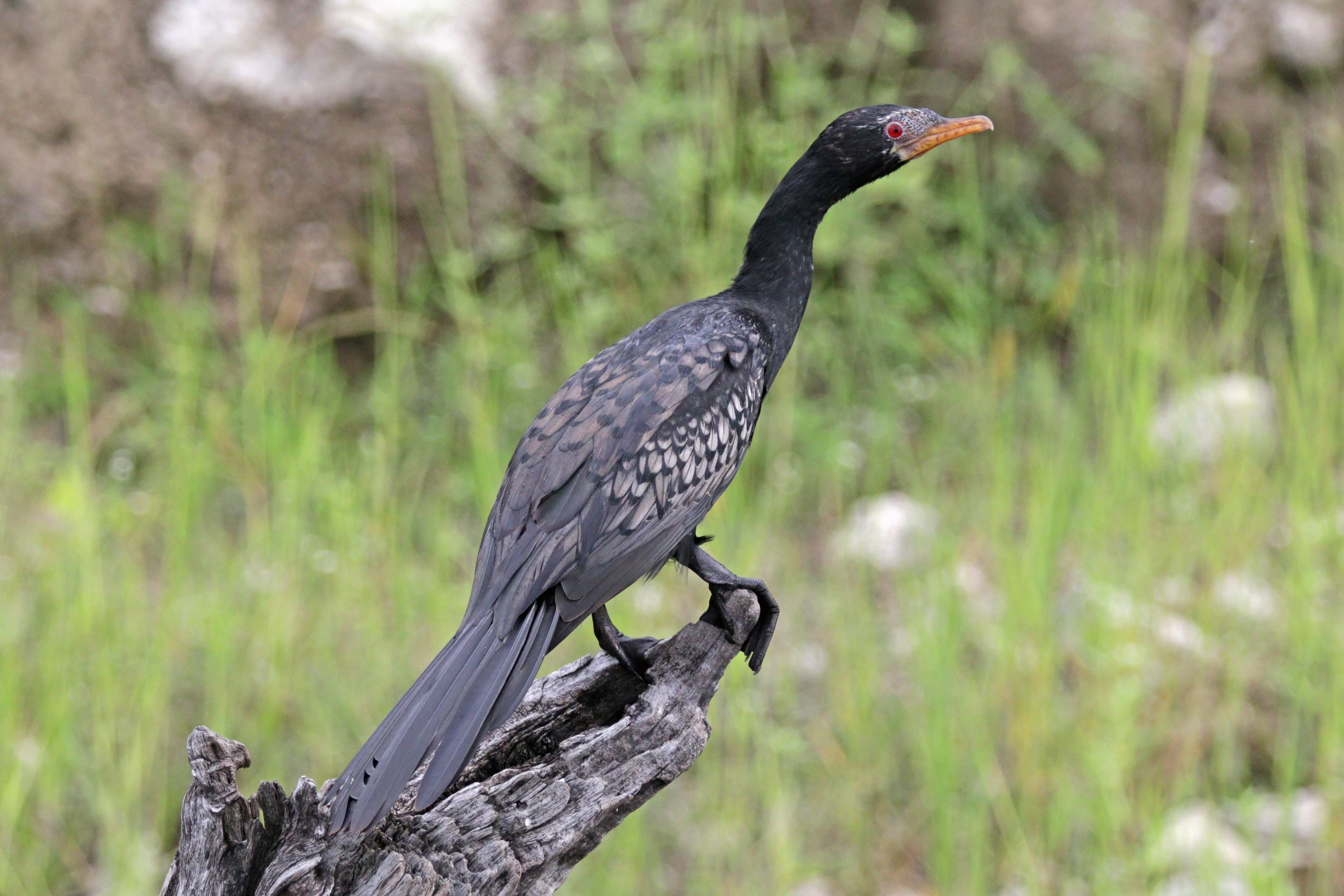 Reed cormorant (Phalacrocorax africanus) Botswana