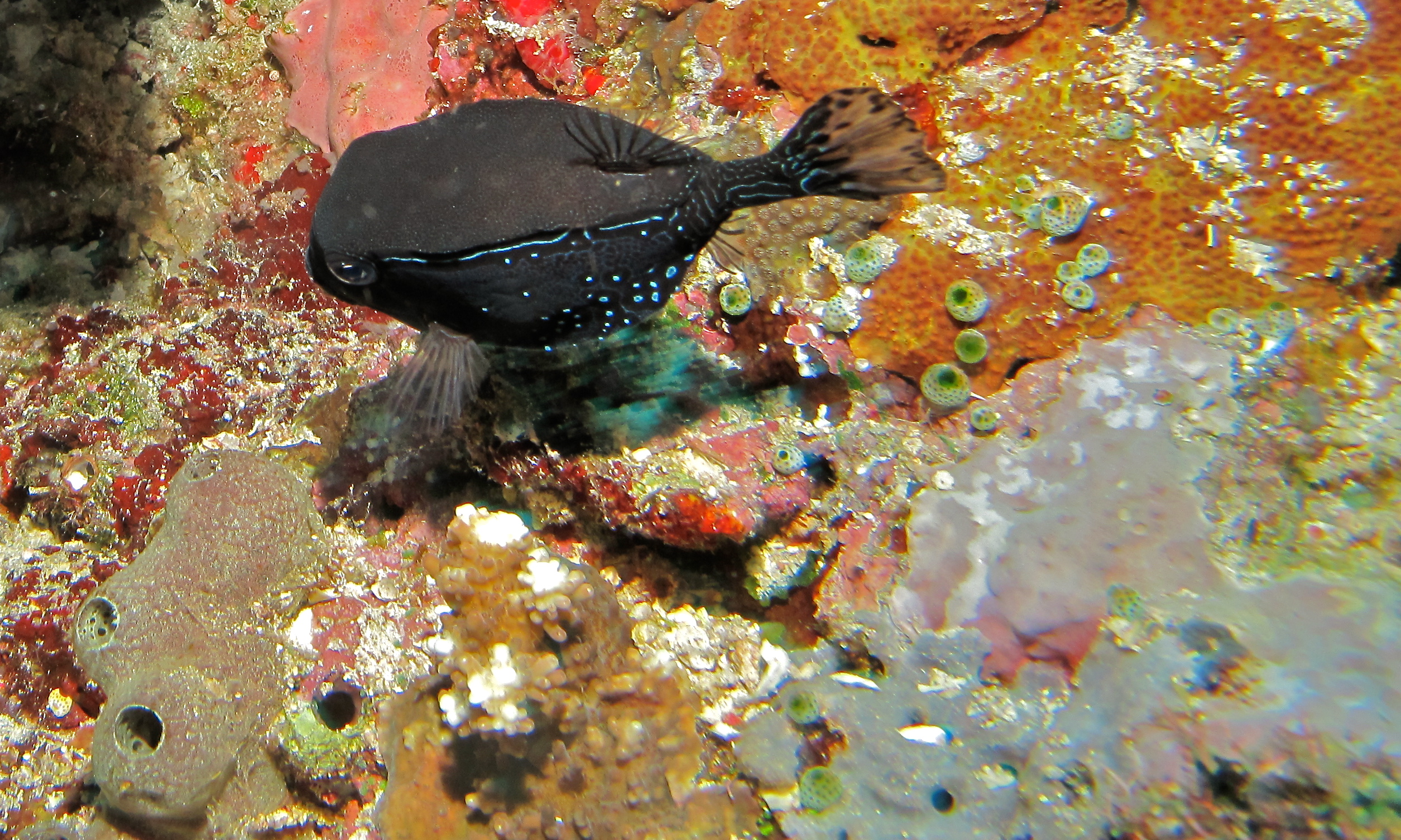 Reticulate Boxfish (Ostracion solorensis) male (8480801535)