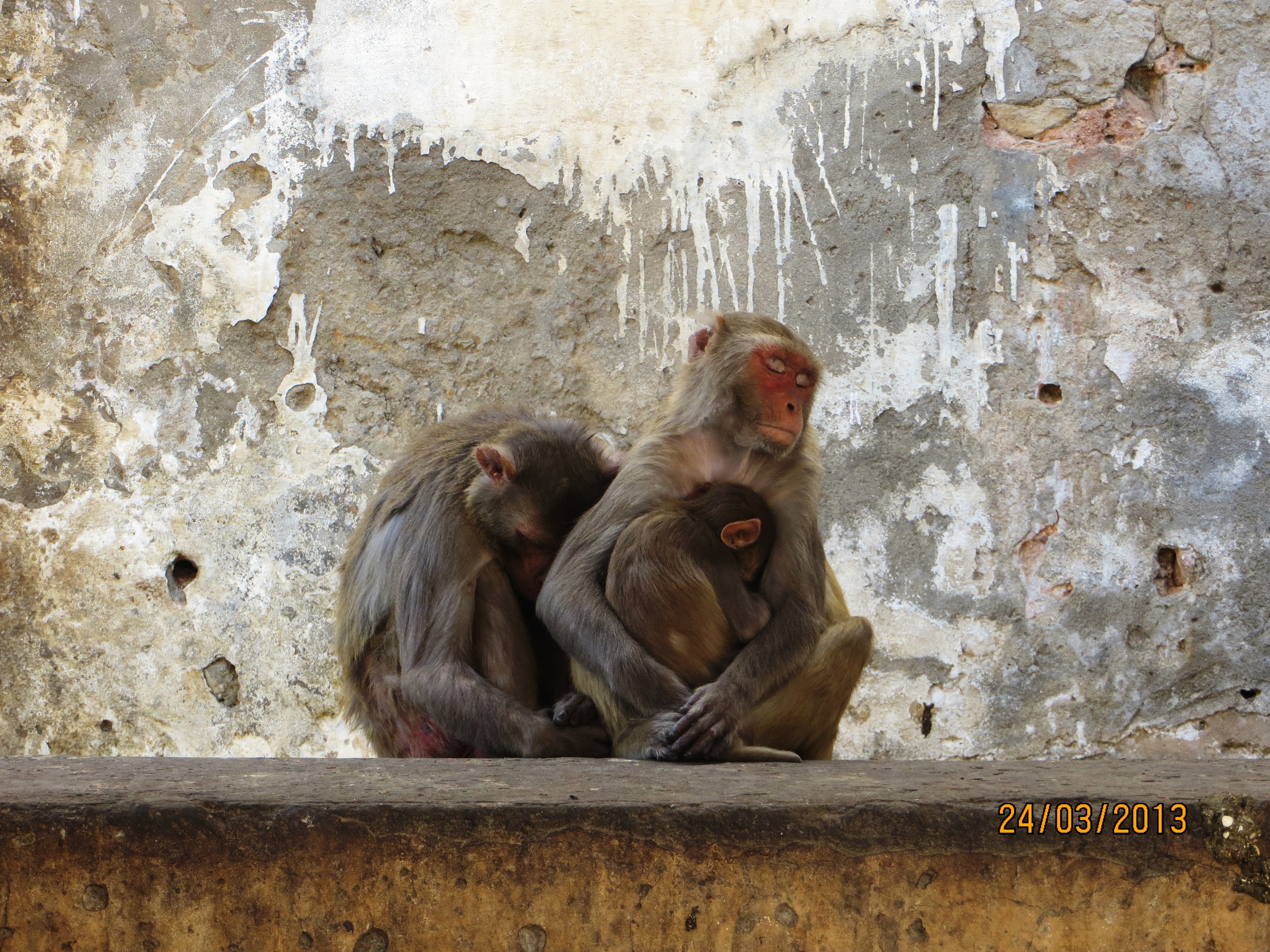 Rhesus macaques
