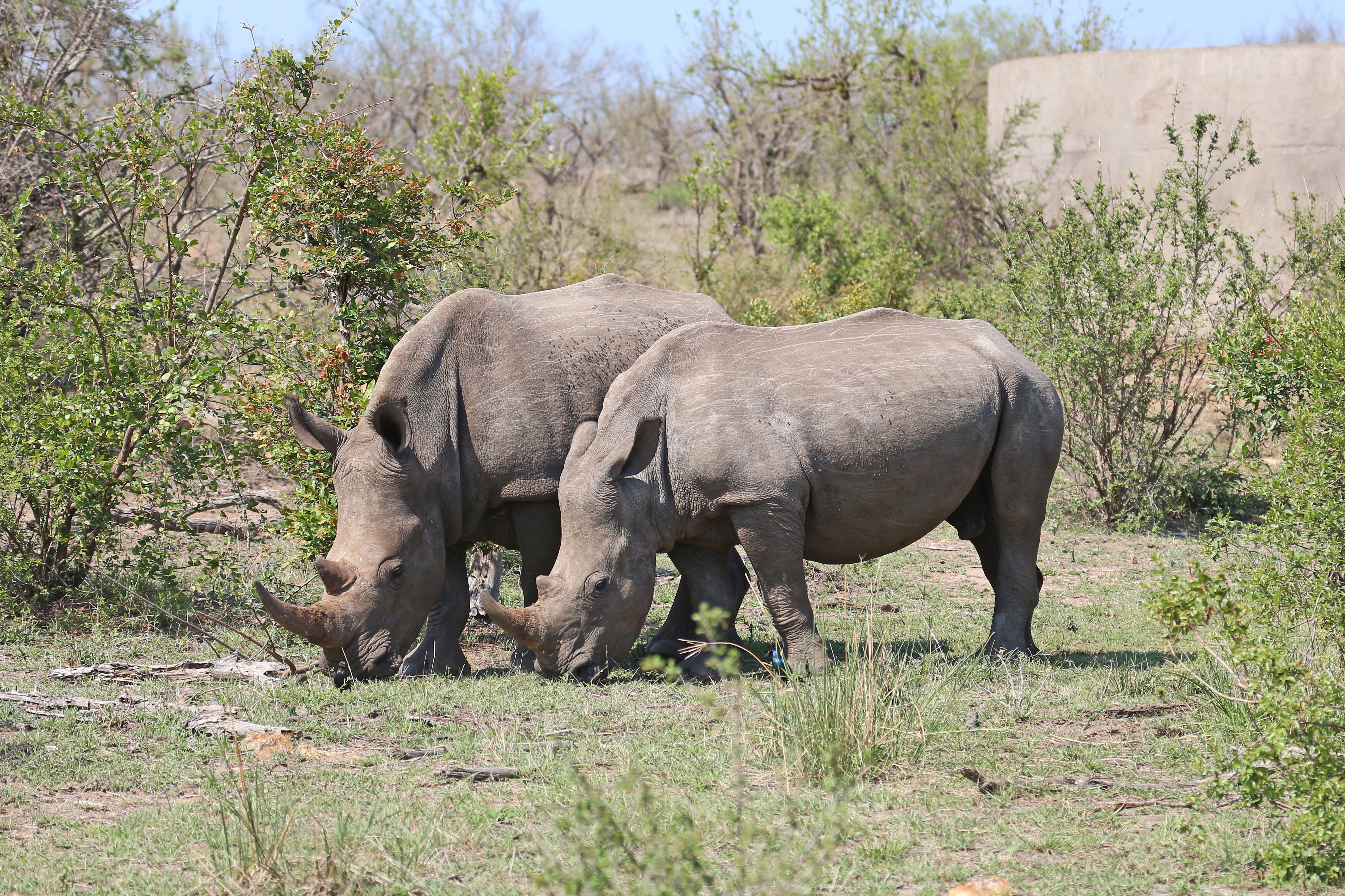 Rhinoceros in Kruger National Park 01