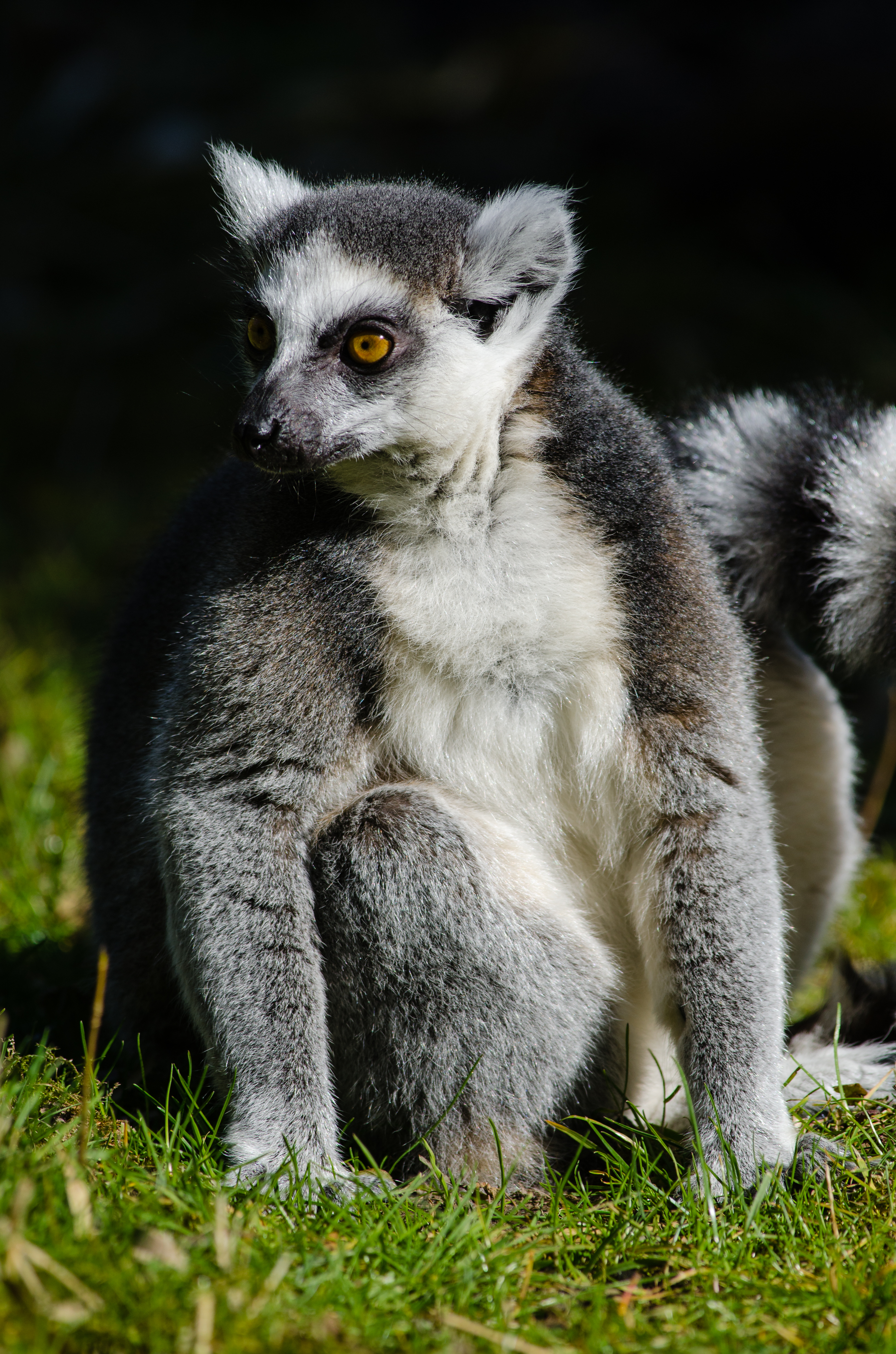 Ring-Tailed Lemur (16757902255)