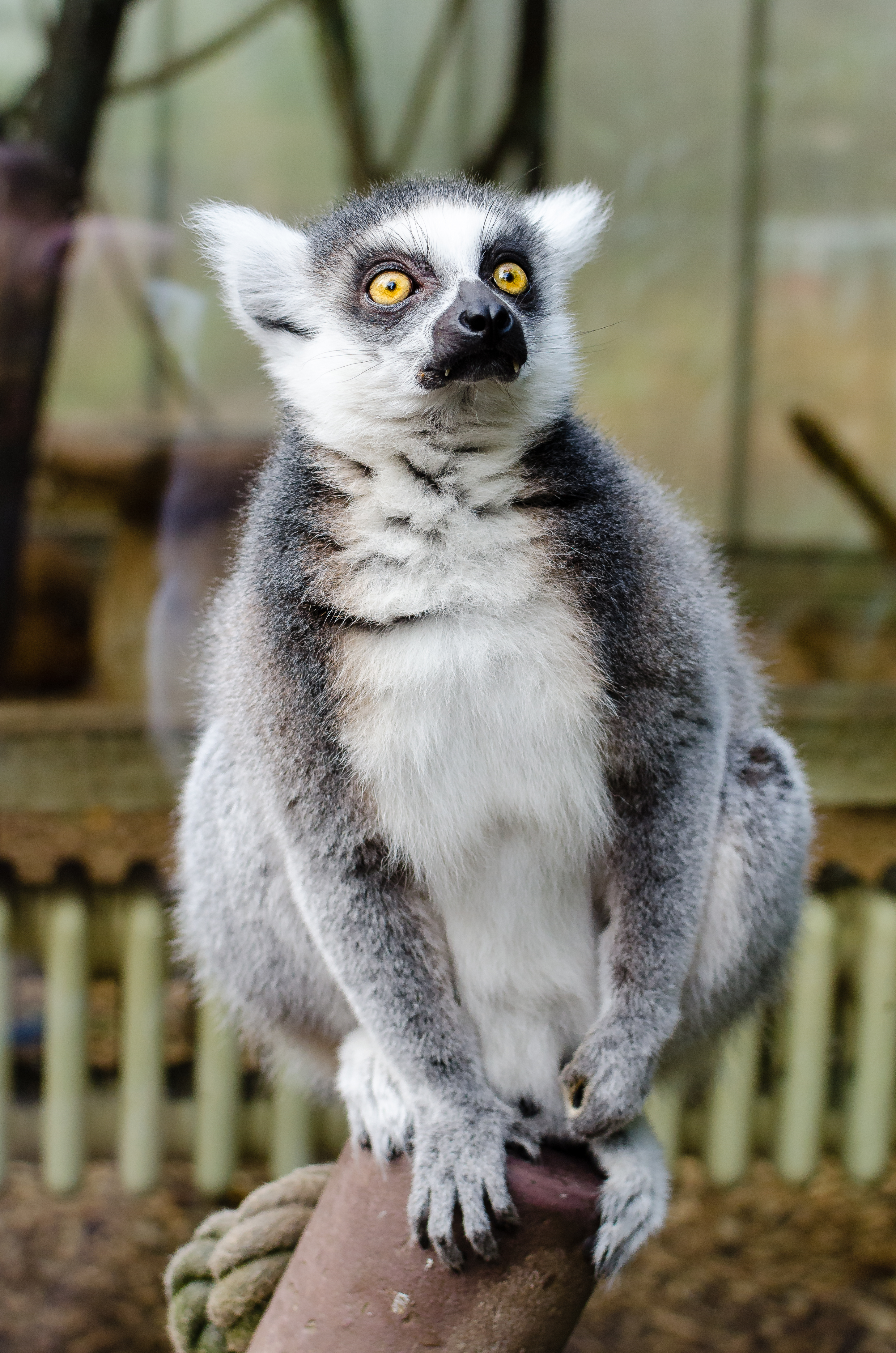 Ring-Tailed Lemur (24423943894)