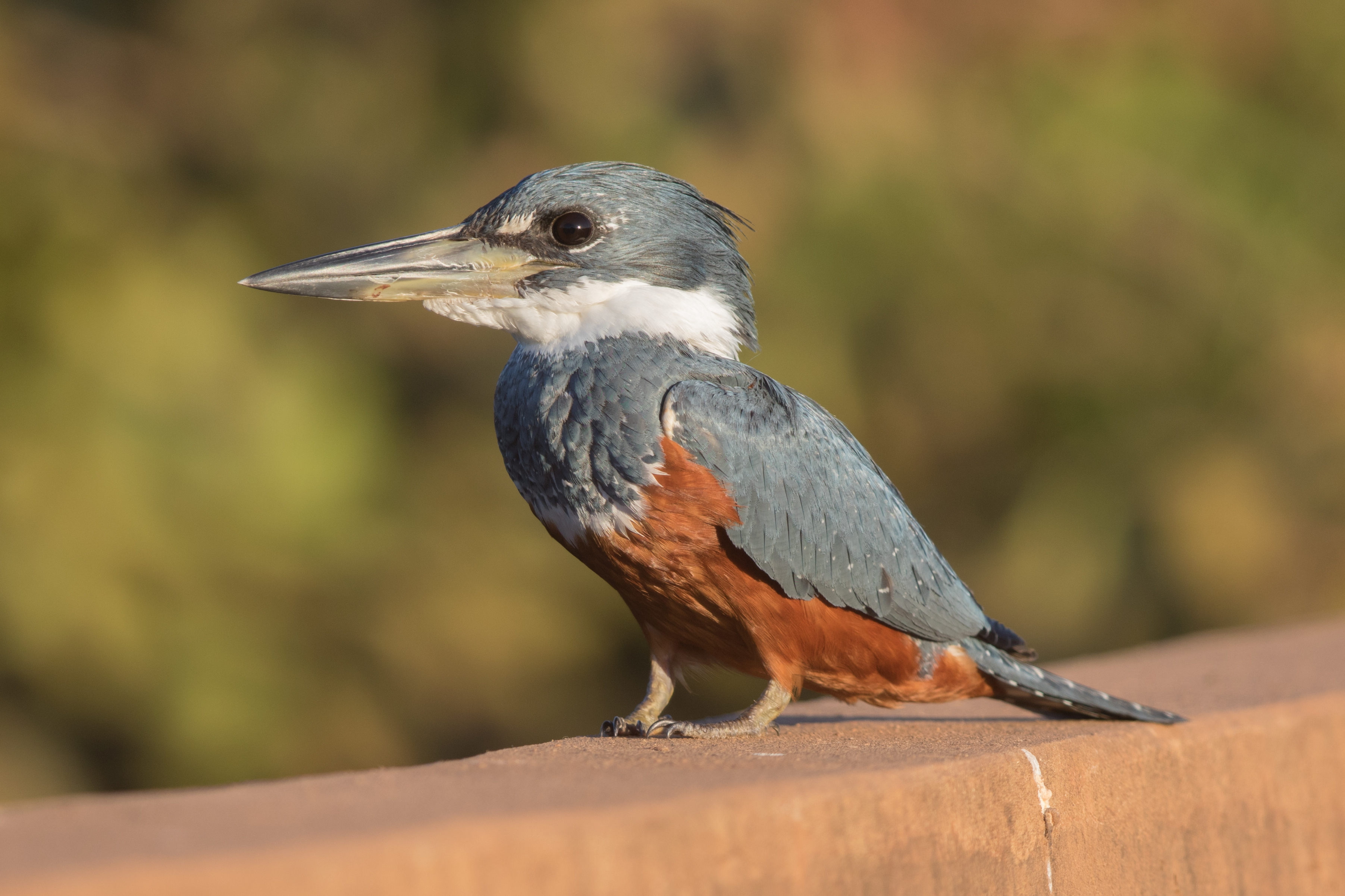 Ringed Kingfisher, Rio Sararé, Mato Grosso, Brazil