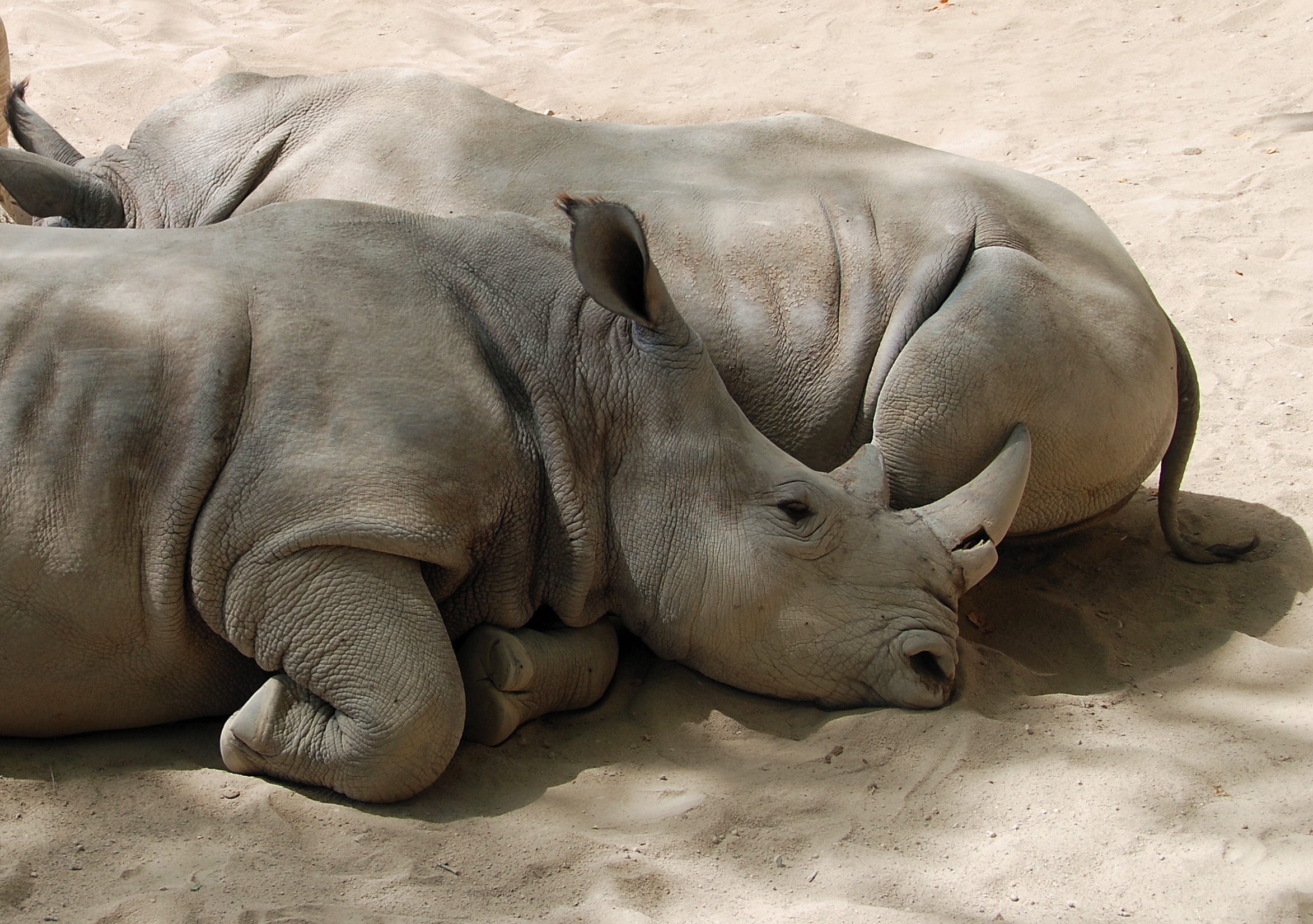 Rinoceros July 2008-1