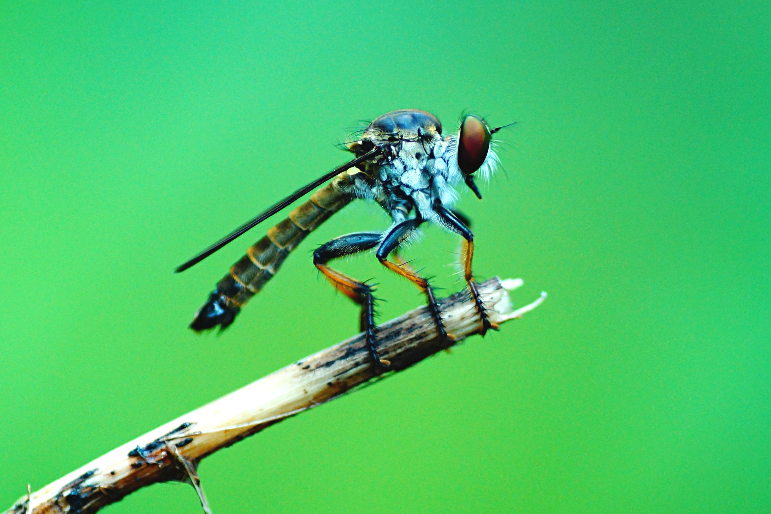 Robber fly 02546