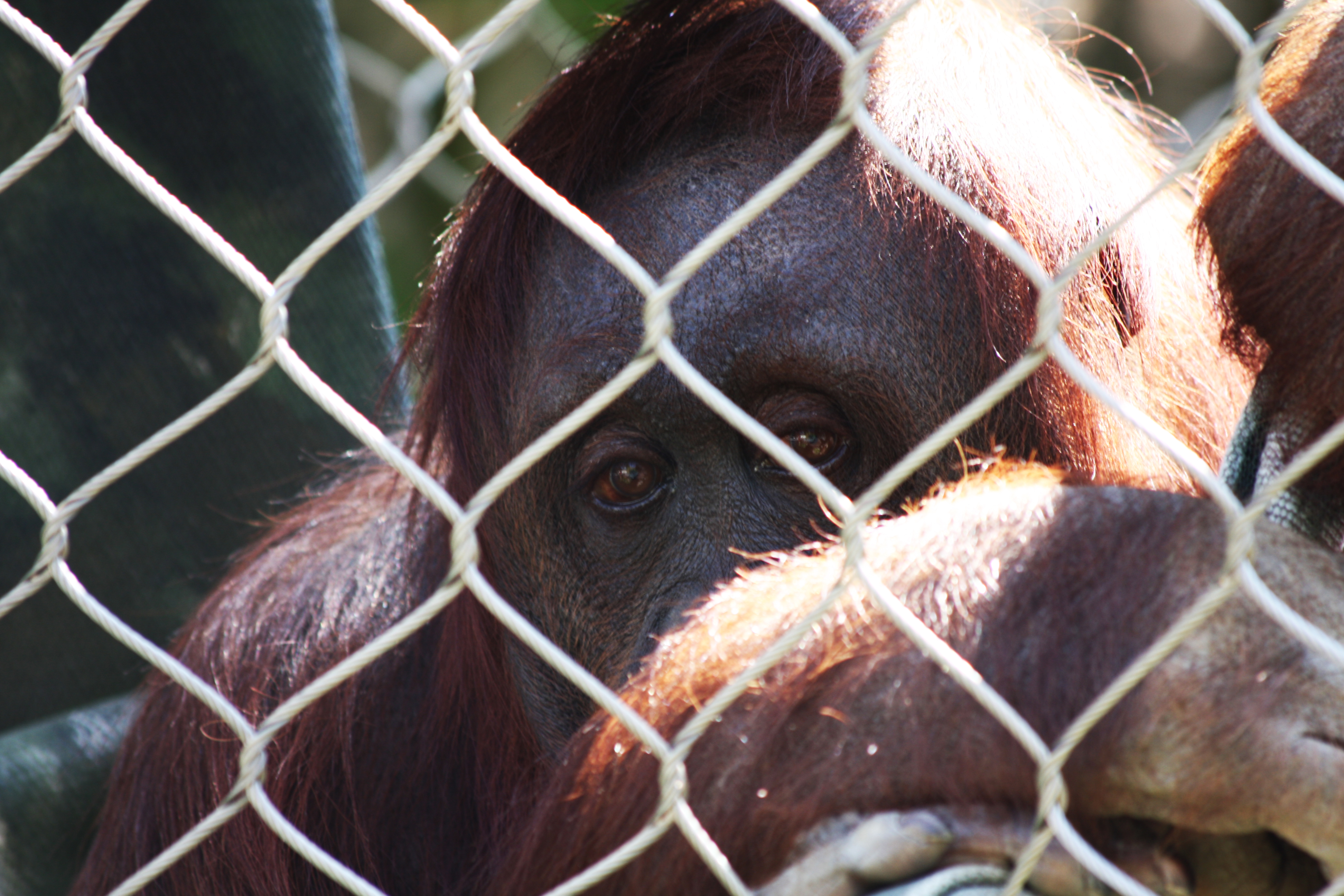 Sad Orangutan (3336636529)