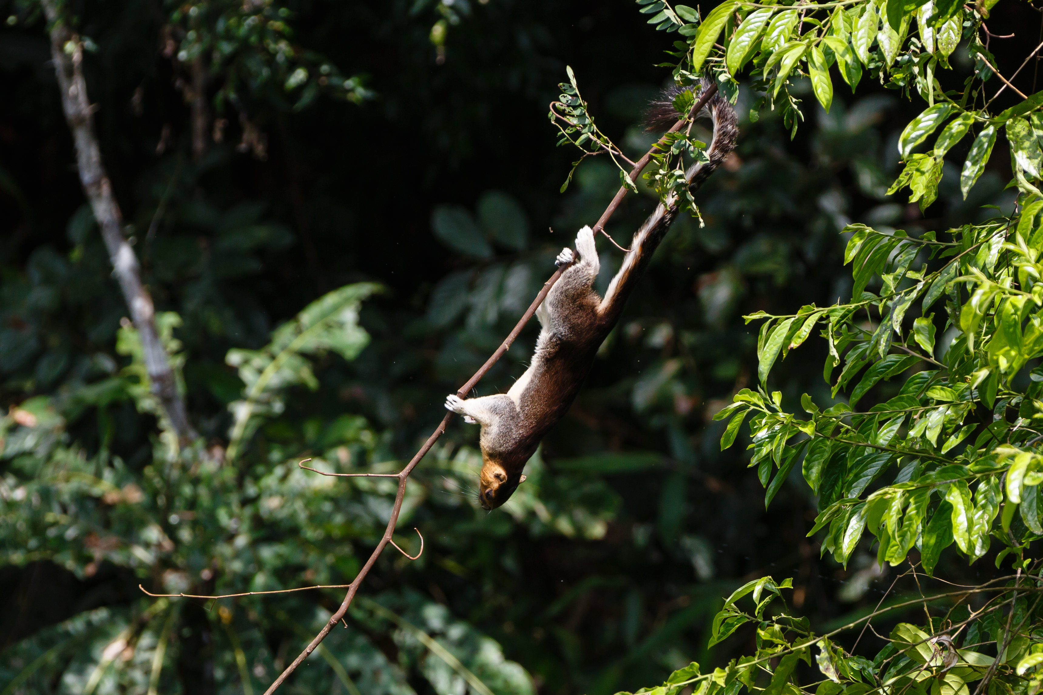 Sandakan Sabah Giant-Squirrel-in-RDC-01
