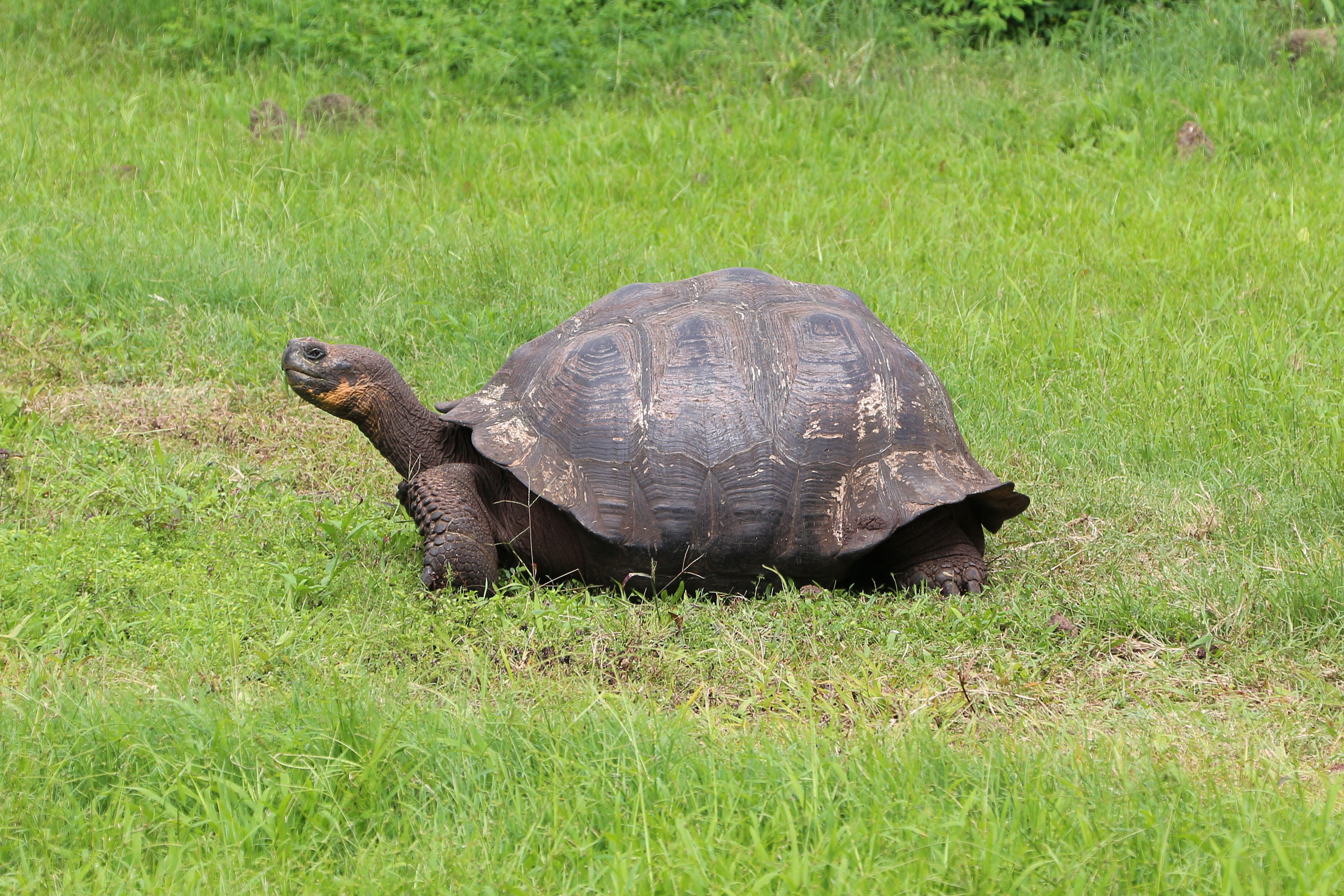 Santa Cruz giant tortoise 02