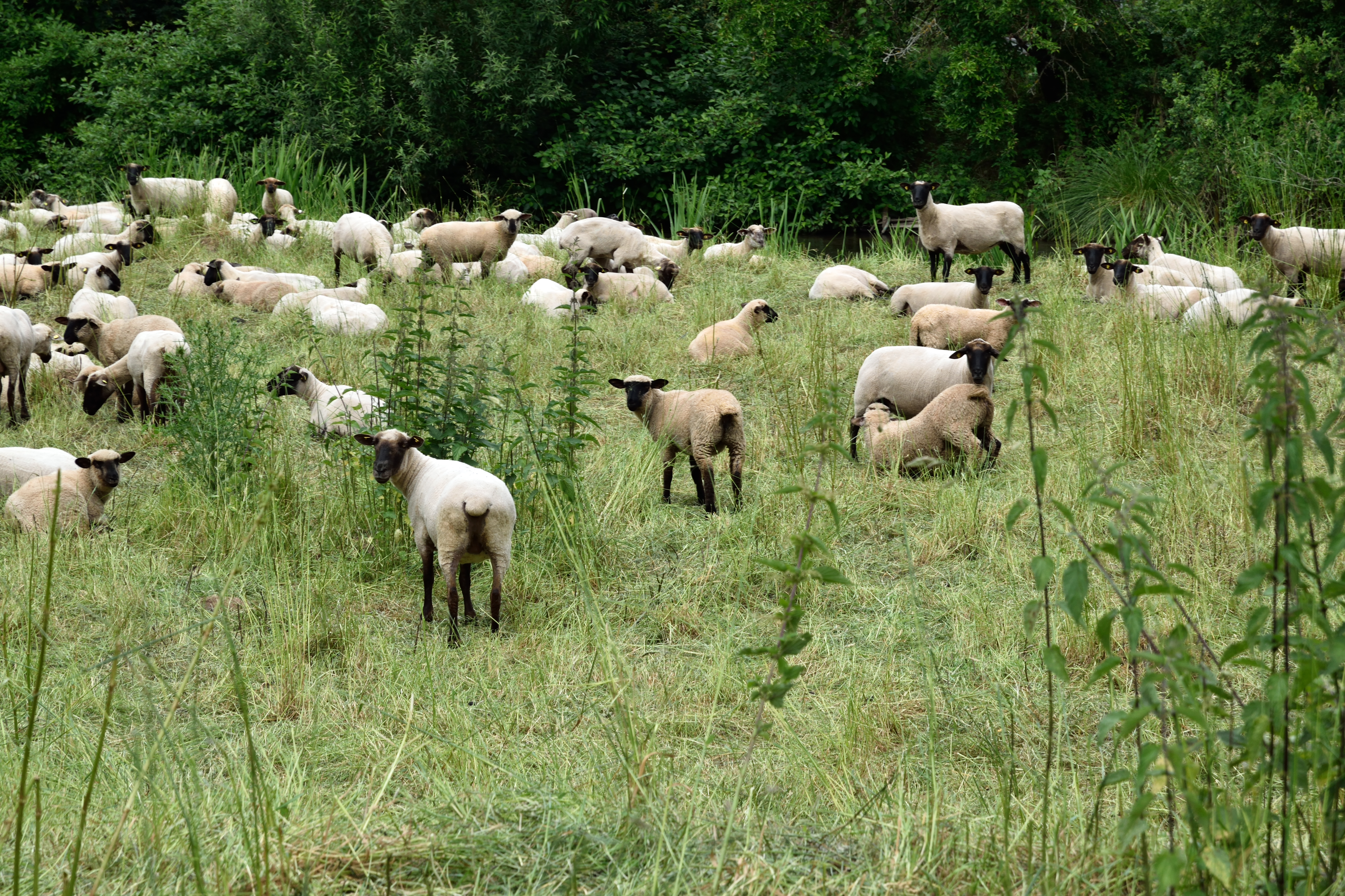 Schafe in Kirchhain