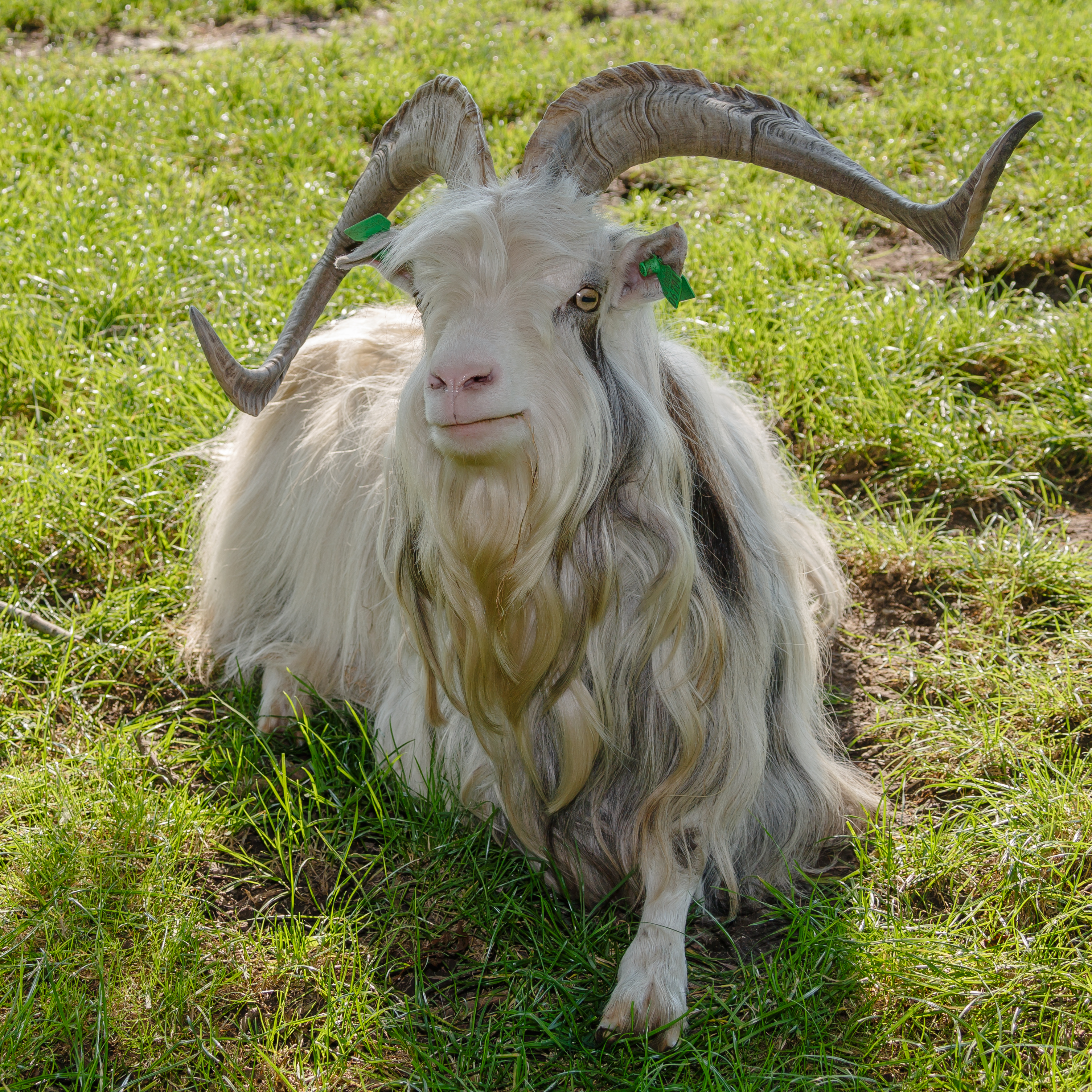Schokland Netherlands Goat-in-Middlebuurt-01