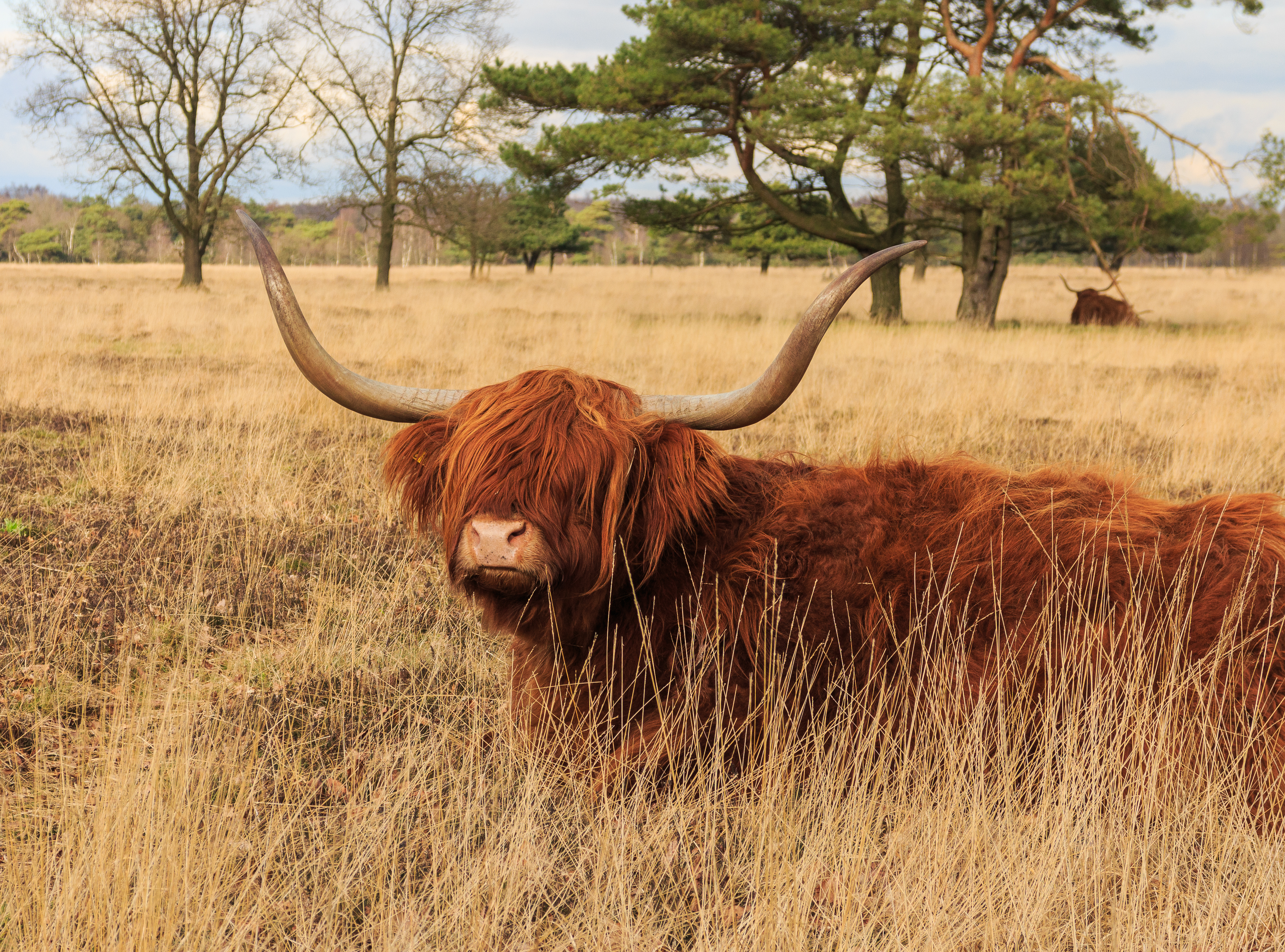 Schotse hooglanders (Highland Cow) beheren het gebied. Locatie, natuurgebied Delleboersterheide – Catspoele 02