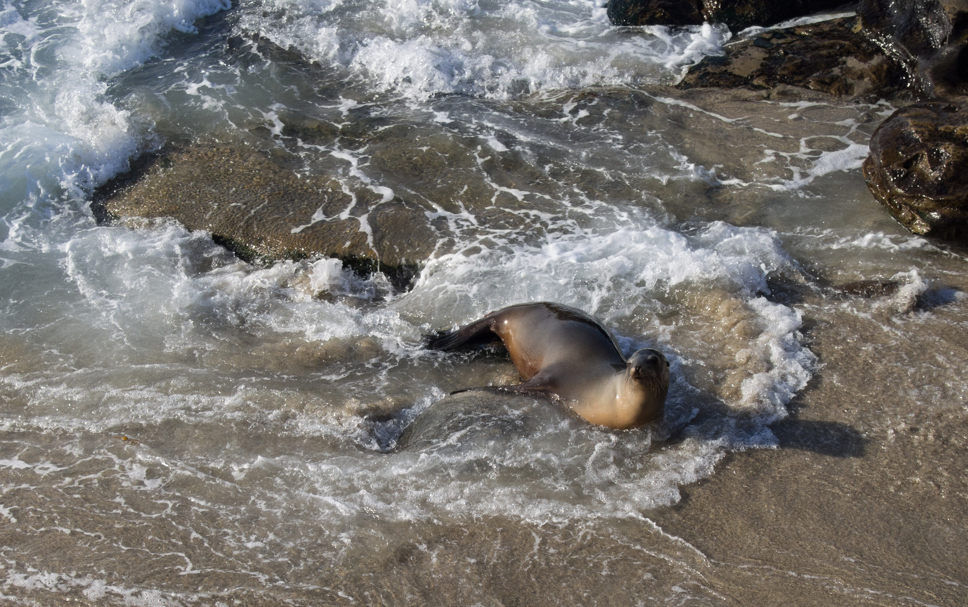 Sea lion on the beach in La Jolla (70367)