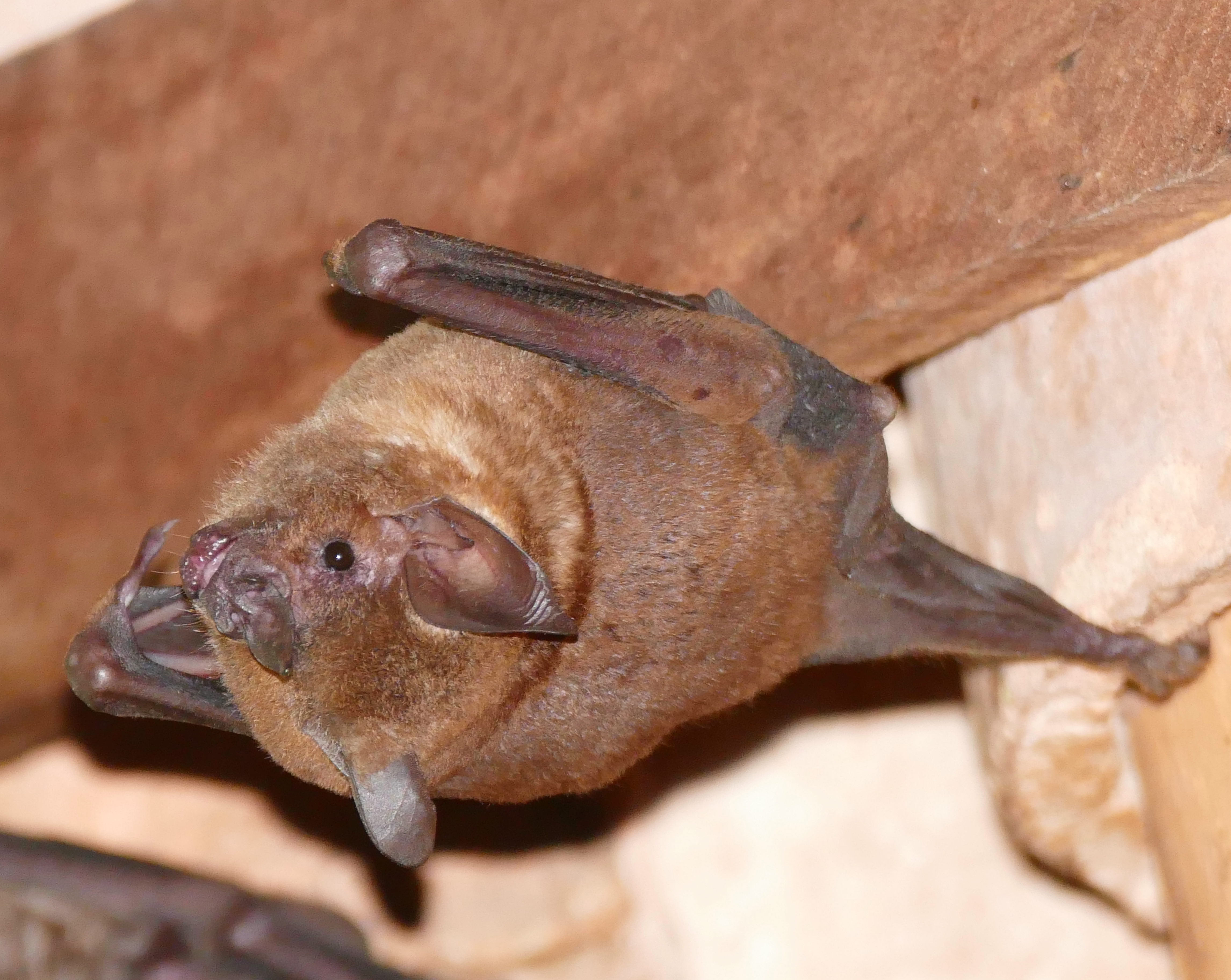 Seba's Short-tailed Bat (Carollia perspicillata) roosting in old building ... (27950845250)