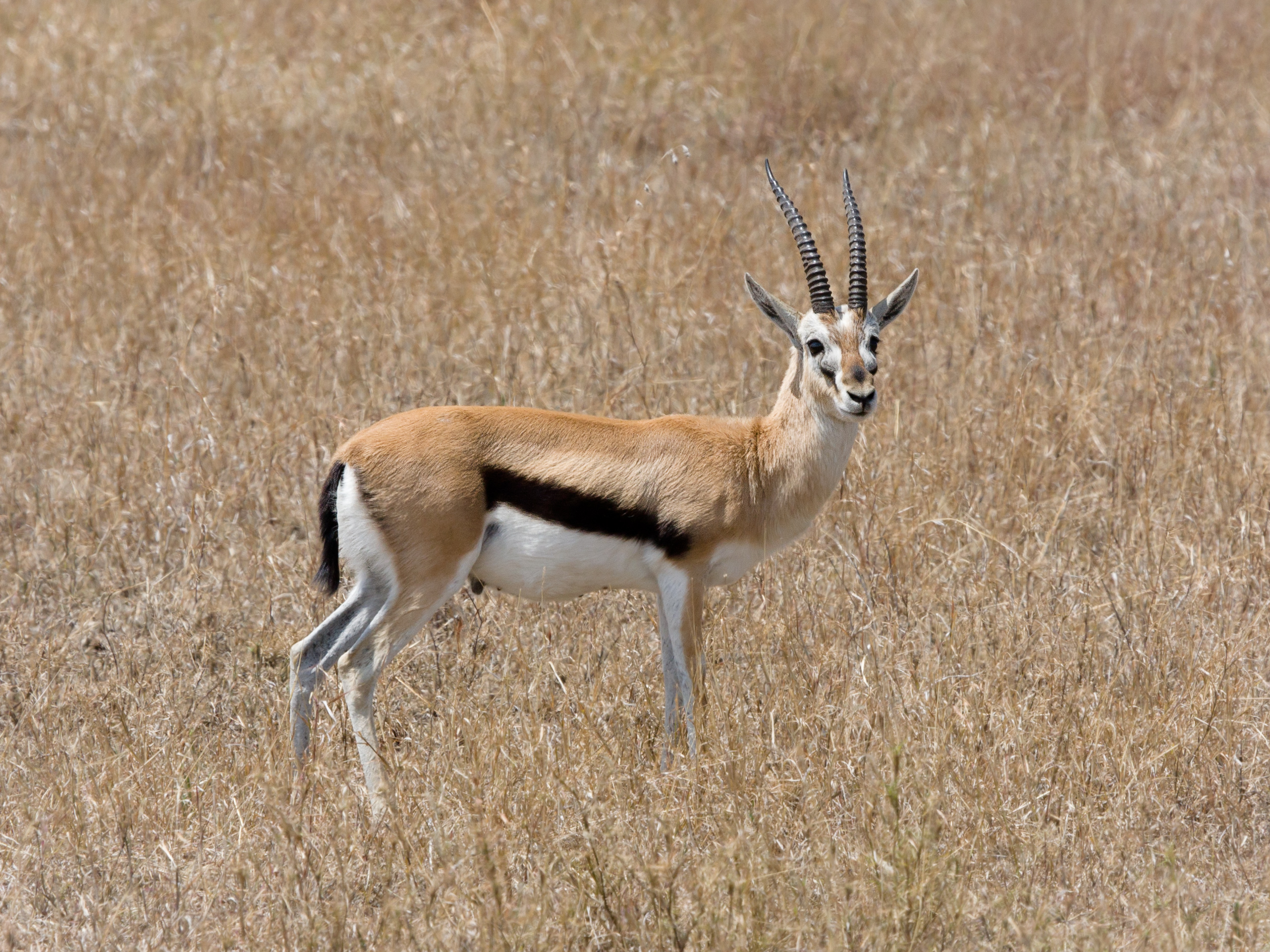 Serengeti Thomson-Gazelle2
