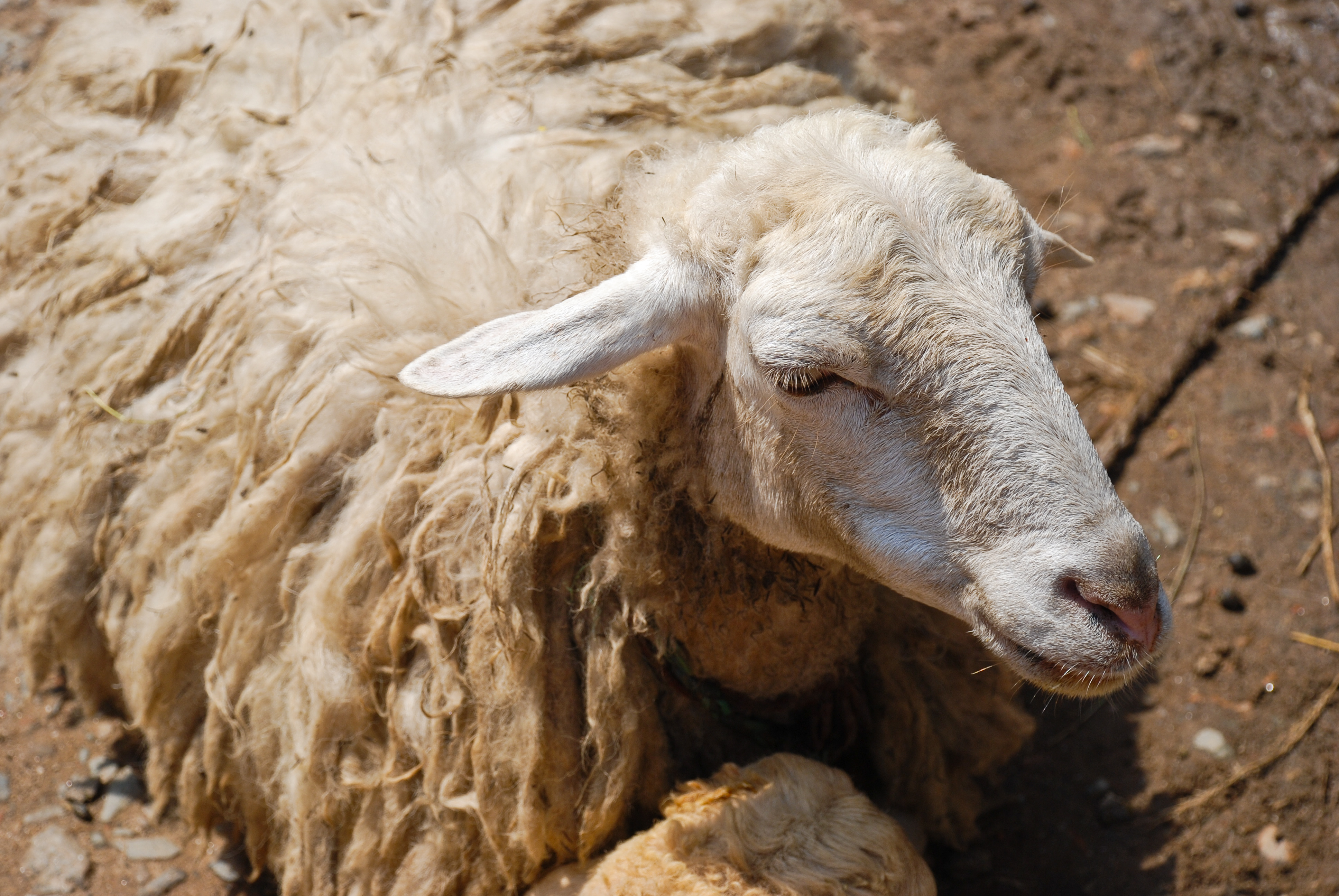 Sheep Nepal