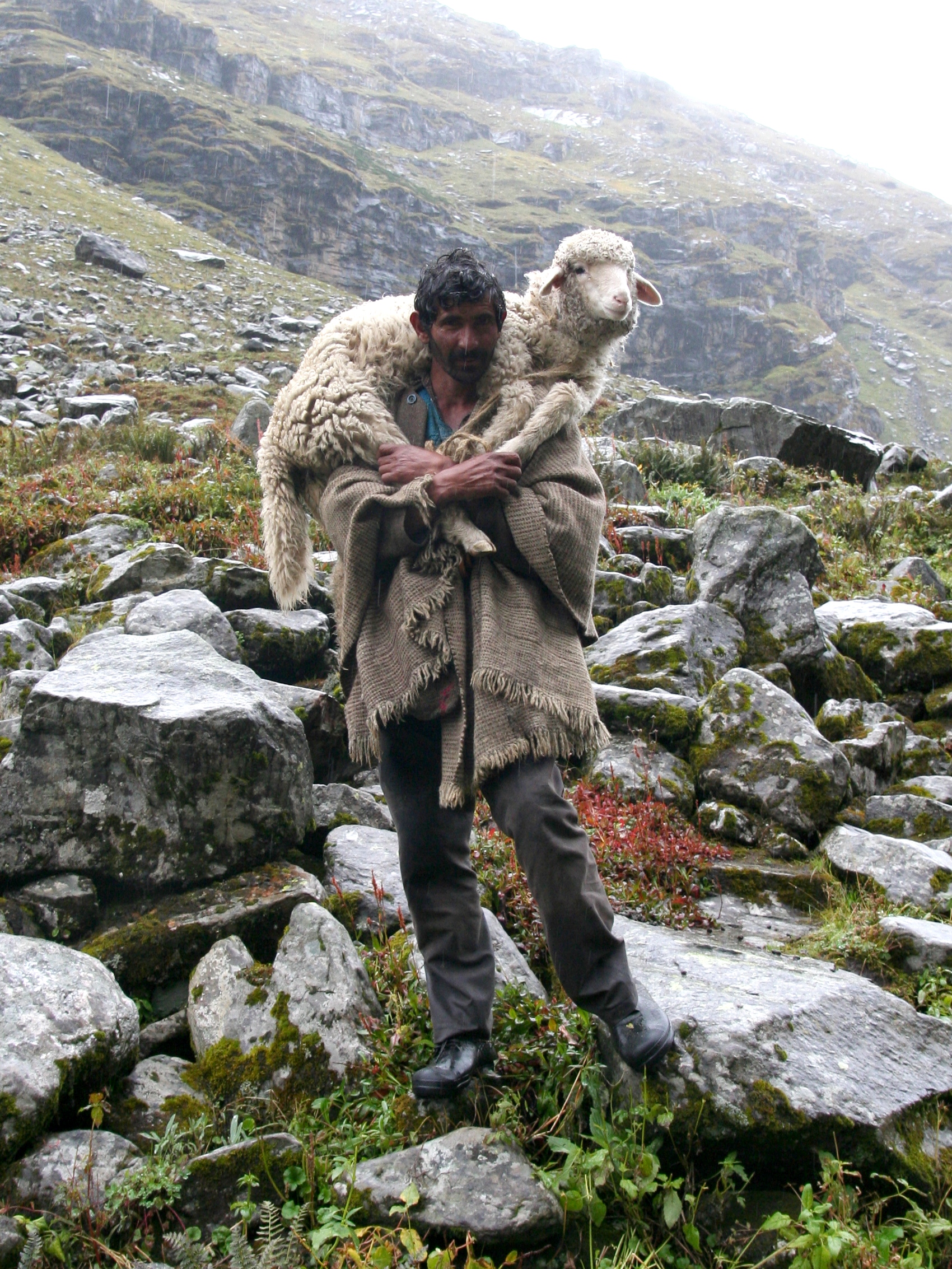 Shepherd on the way to Hampta Pass
